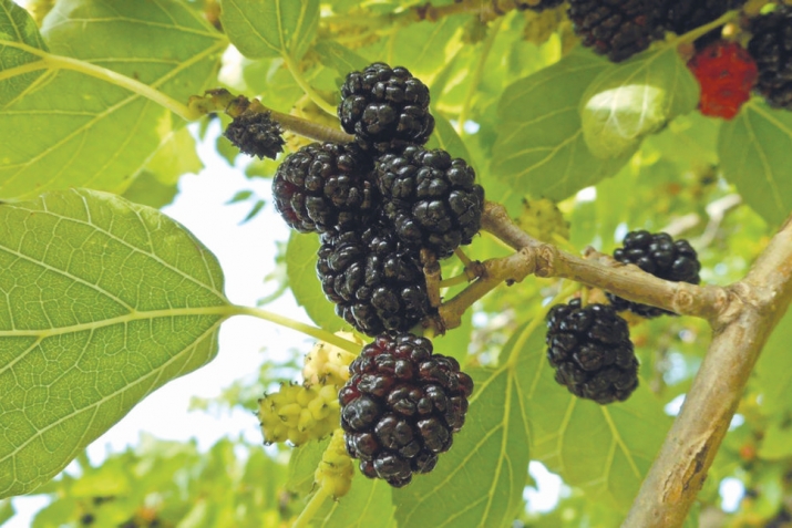 Тут давои бемории қалб