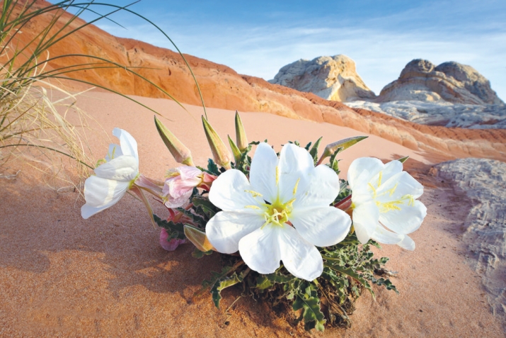 Nusayba, the daughter of al-Harith