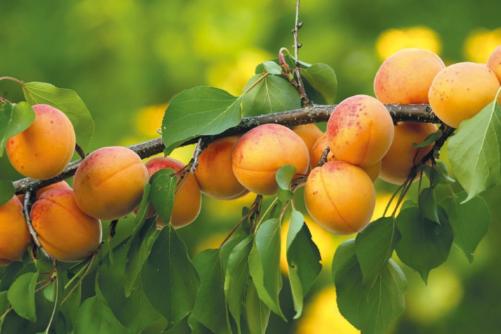 Риидалил пихъ