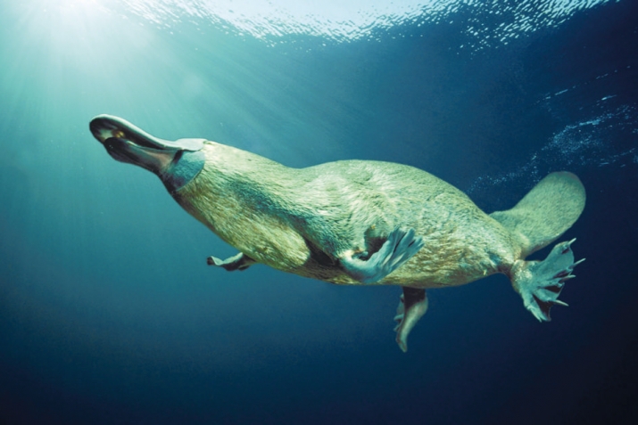 Ажайиб махлукьатар