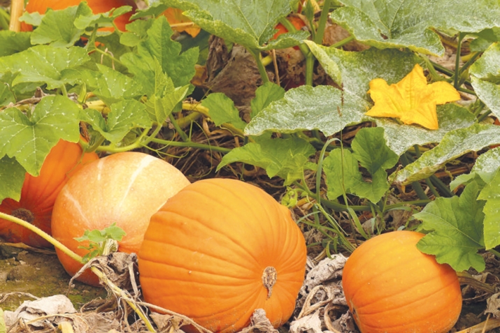 Тәмле лә, файҙалы ла ашҡабаҡ