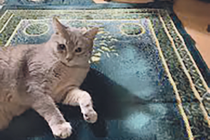 - ДехIибала дируси мерлар яра палтарличир житала гъез диалли дехIибала халдирутив?