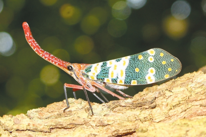 Ажайиб махлукьатар