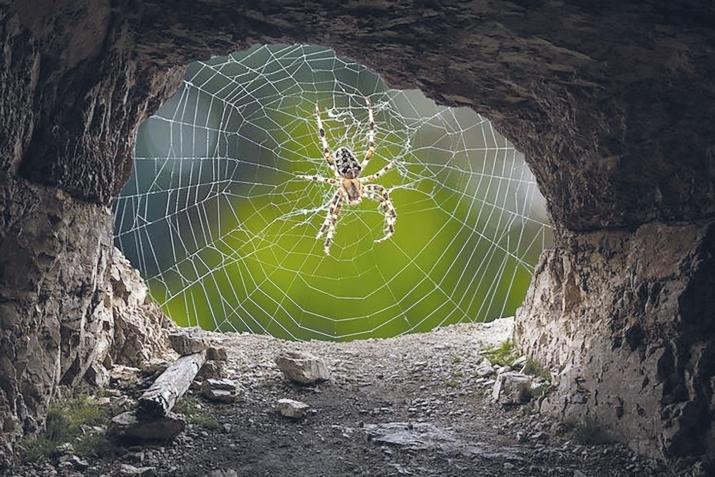 Hörümçək – Allahın ﷻ qəribə məxluqudur