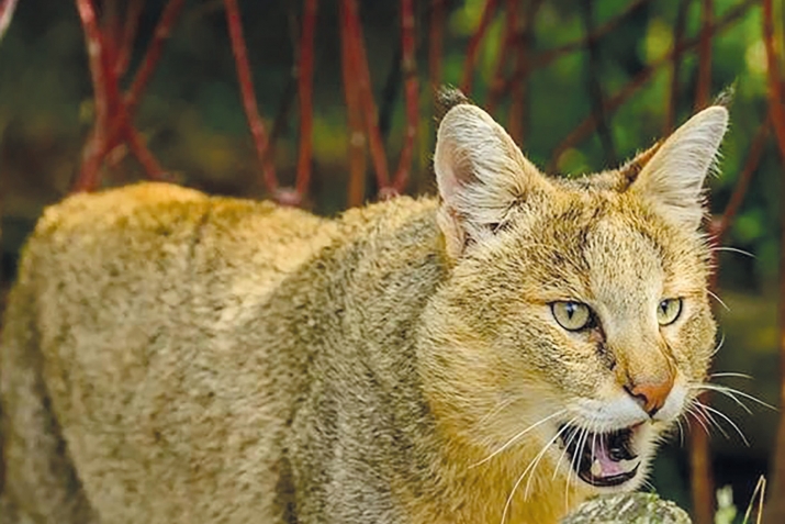 Ажайиб махлукьатар