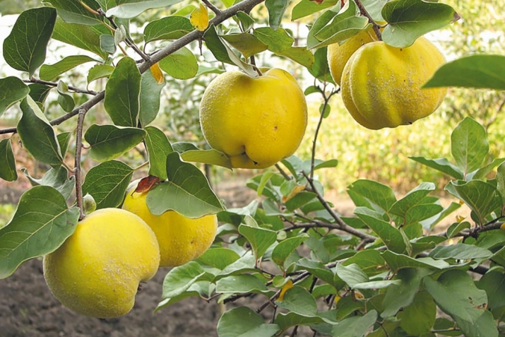 Әйүп пәйғәмбәр