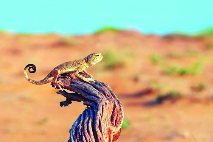 Ччутица ритIухъ гьавуна