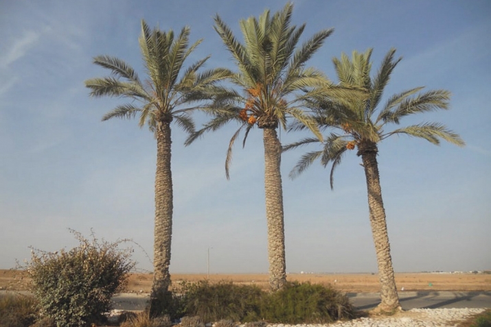 Йомадиәл әүүәл айы