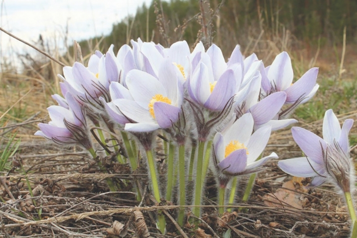 Туғыҙ айлыҡ ғүмер