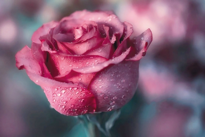 Розаялъул нах