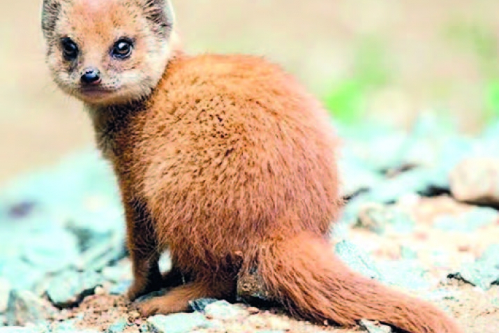 Гьайванрикай итижлу делилар