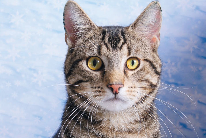 ХIикматал махлукъатал