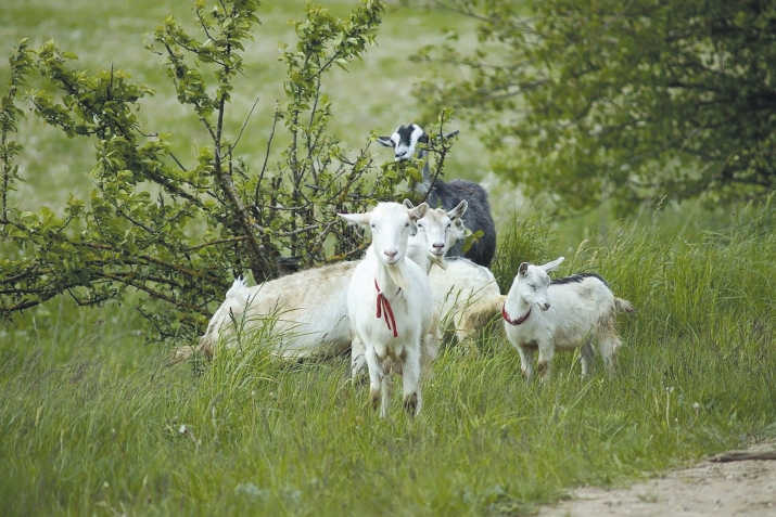 ХIикматал махлукъатал