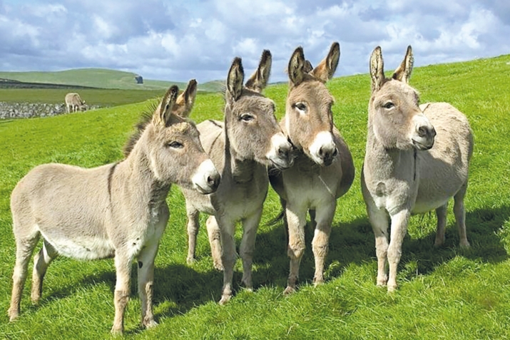 ХIикматал махлукъатал