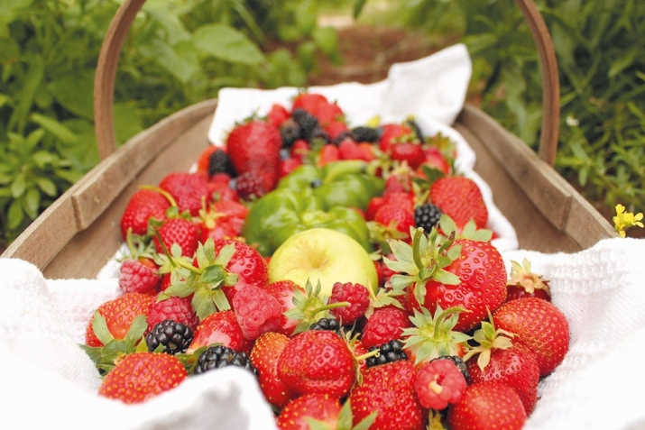 ЦIедешла маскаби