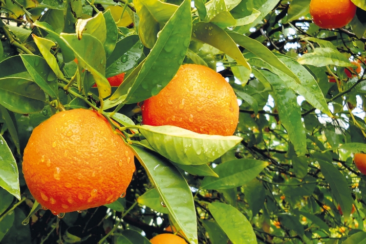 Апельсиналъул пайда