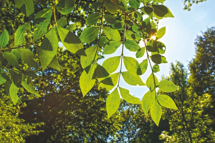 Гьар са пешини чаз кушкушзава: «Аллагь ﷻ, Аллагь ﷻ!»