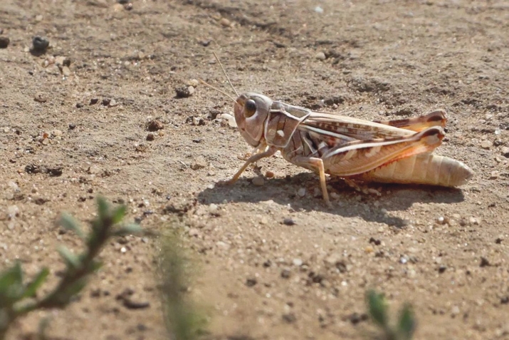 Муса. Фирғәүендең хурлыҡлы еңелеүҙәре