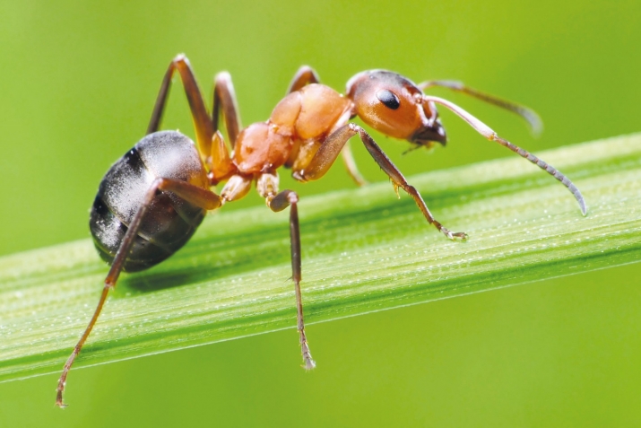 ХIикматал махлукъатал