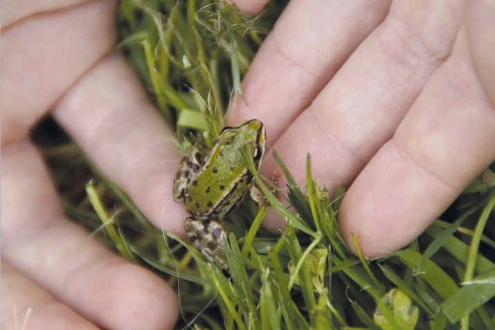 Хъипрекай кьиса