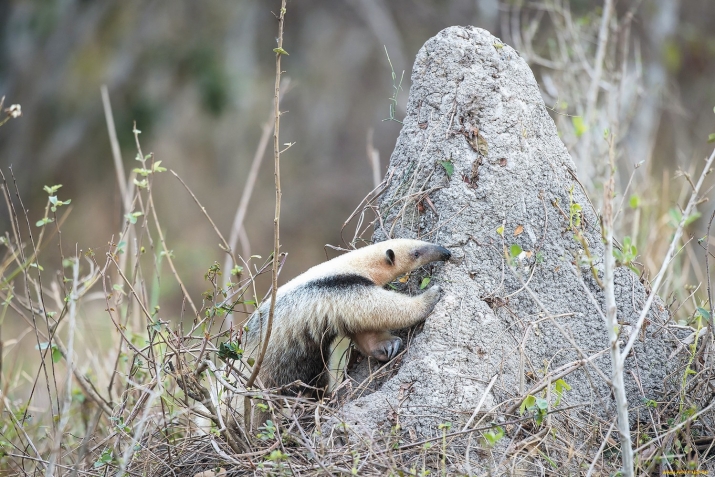 ХIикматал махлукъатал