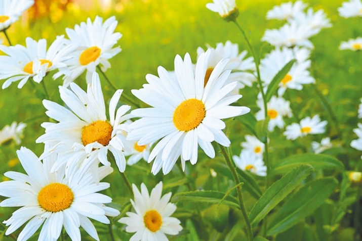 Сабру гьабизе кумек кьола