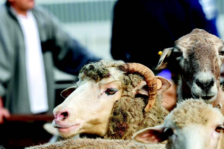 Гирами гъурбан машквар багахь шула