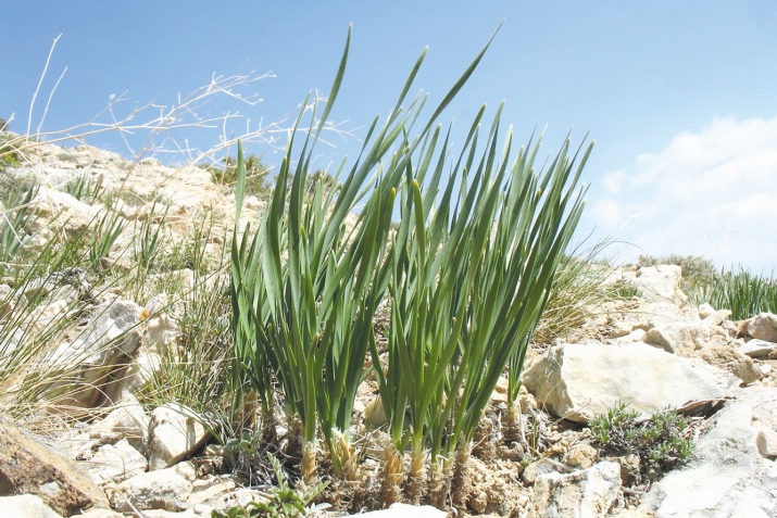 8 фоидаи сиёҳалаф