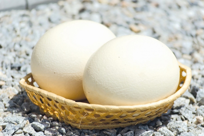 Муъҷизаи ду тухм