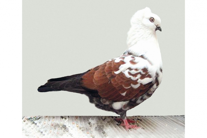 ХIикматал махлукъатал