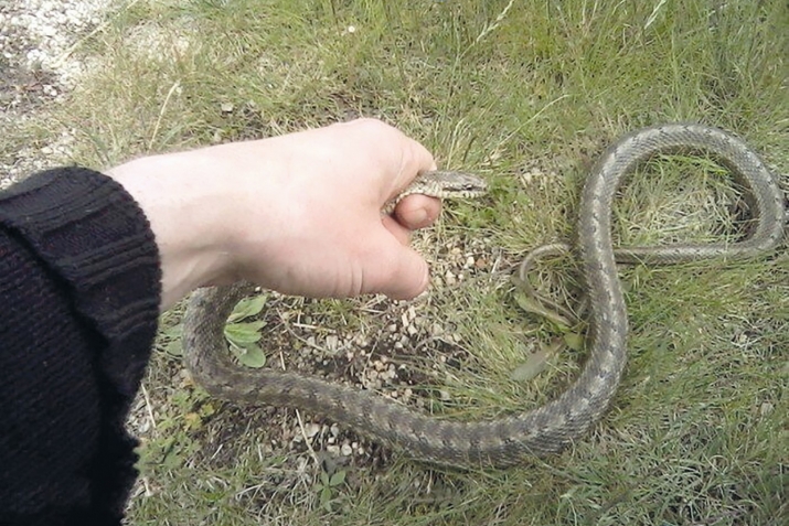 Ислама ҝөрә ағҹаганадлары, гарышгалары, иланлары, сичовуллары өлдүрмәк олармы?