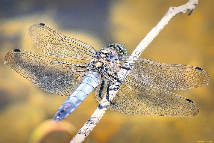 ХIикматал махлукъатал