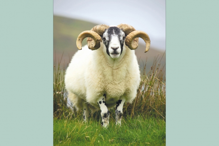 СОРАУ-ҖАВАП