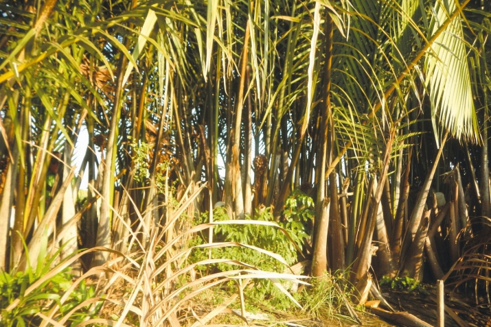 Чомартлыкъ деген недир?