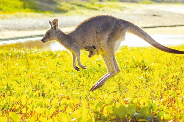 Кенгуру