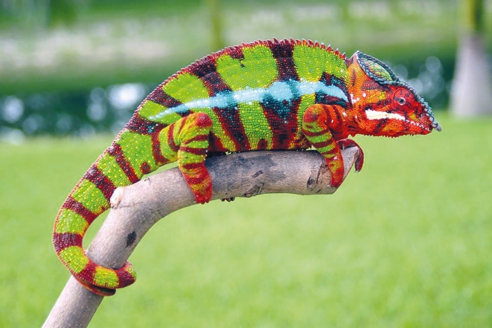 ХIикматал махлукъатал