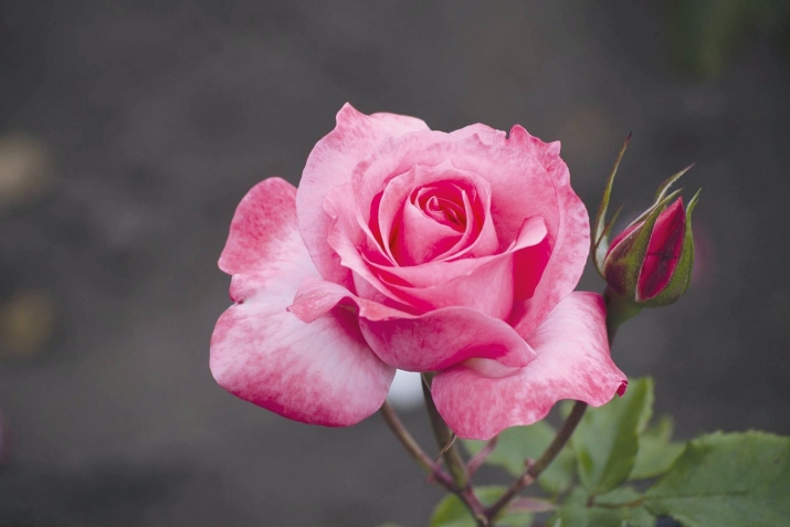 МухIяммад Идбагла ﷺ баракатла хьунри