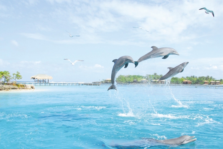 ХIикматал махлукъатал