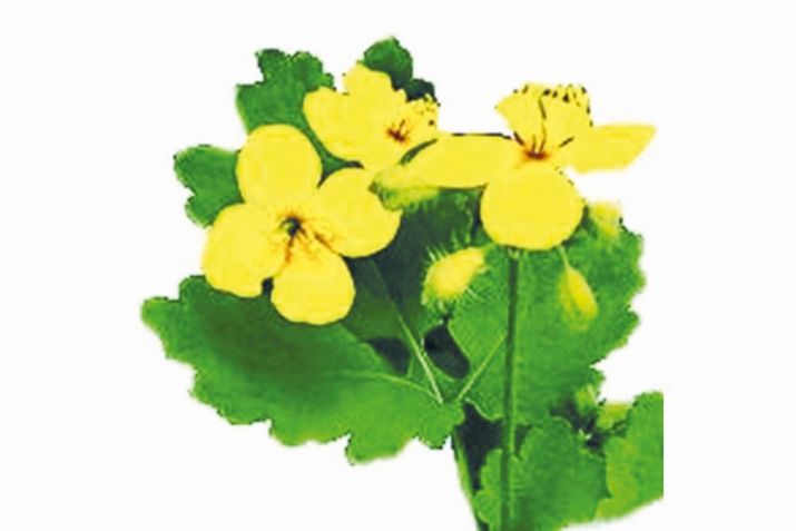 Дармандин набататар