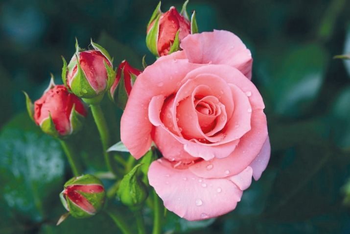 Кин загьир гьабураб?