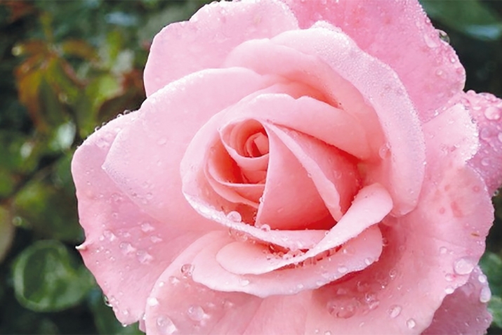 Өз дөврү гaдынлaрынын xaнымы