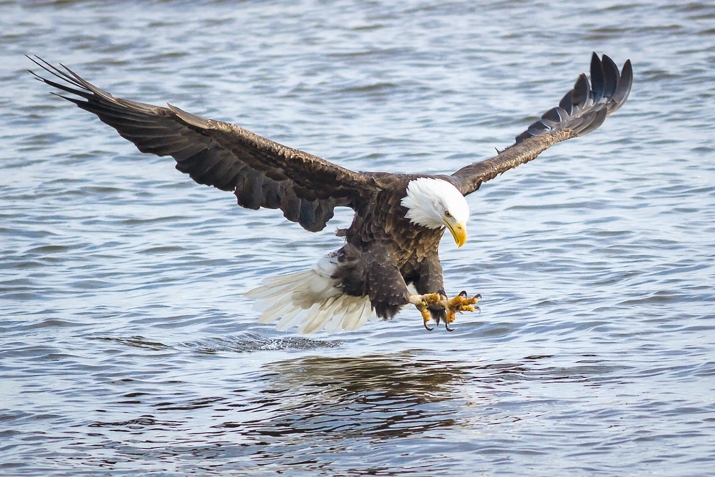 ХIикматал махлукъатал