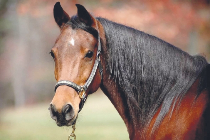 ҺОРАУҘАР ҺӘМ ЯУАПТАР