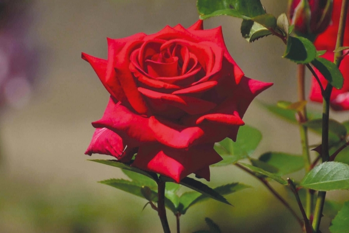 Ислам динна чебяхIти хьунул адамти