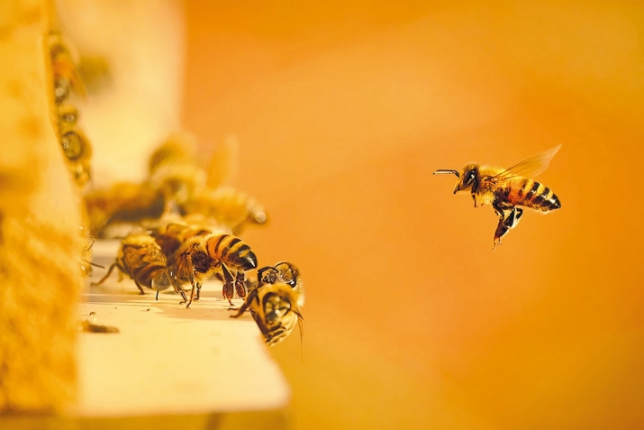 ХIикматал махлукъатал