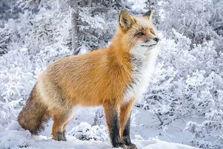 ХIикматал махлукъатал