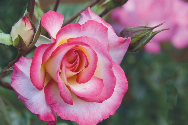 МухIяммад Идбагла ﷺ баракатла хьунри