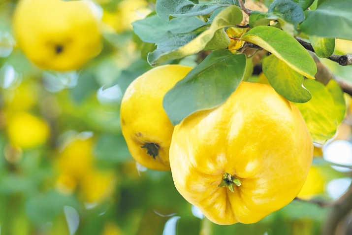 Витаминаздалъун  бечедаб