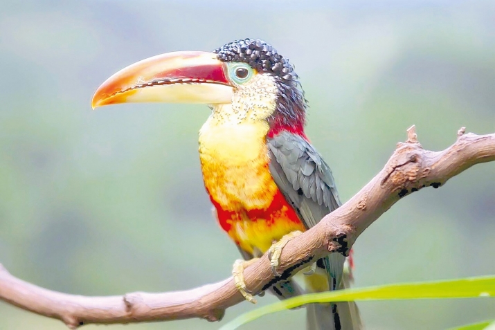 ХIикматал махлукъатал