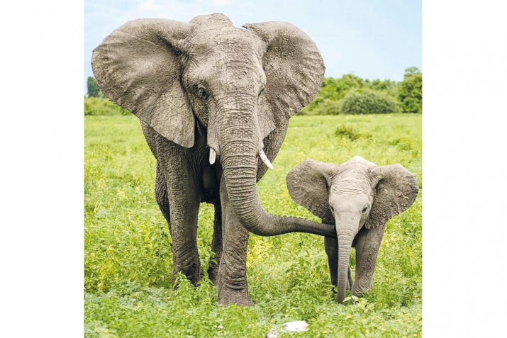 ХIикматал махлукъатал